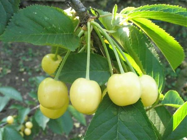 Name:  yeni resimler 065.jpg
Views: 1830
Size:  41.5 KB