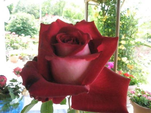 Name:  yeni resimler 067.jpg
Views: 2753
Size:  38.7 KB