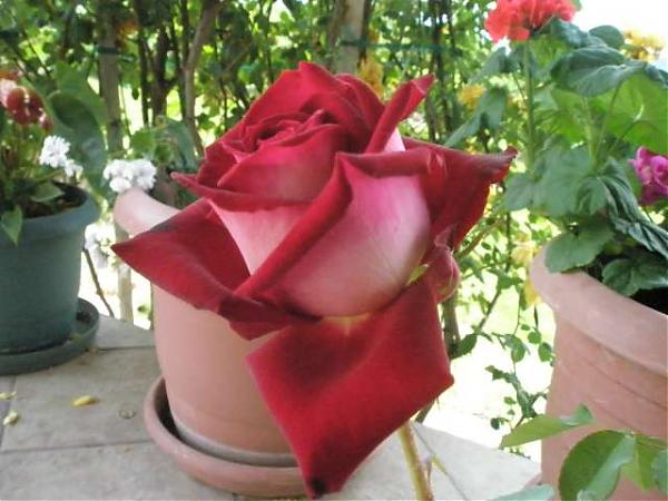 Name:  yeni resimler 069.jpg
Views: 1772
Size:  43.6 KB
