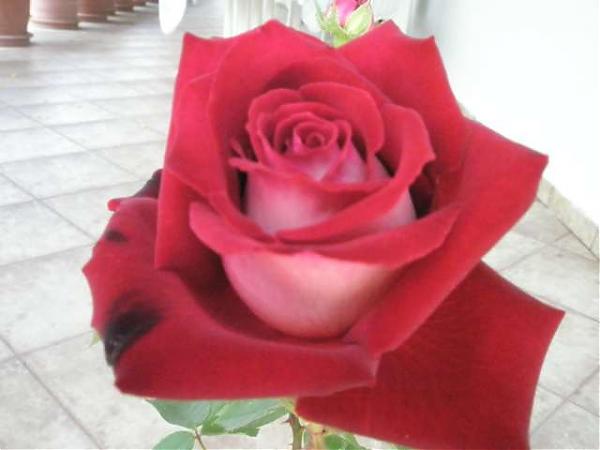 Name:  yeni resimler 073.jpg
Views: 2495
Size:  26.0 KB