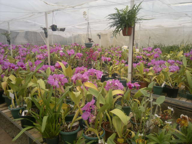 Name:  2013-02-10-520.jpg
Views: 1115
Size:  59.7 KB