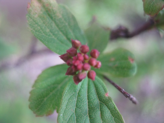 Name:  ispirya.jpg
Views: 1269
Size:  62.1 KB