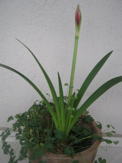 Name:  amaryllis.jpg
Views: 1231
Size:  29.9 KB