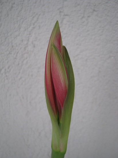 Name:  amaryllis1.jpg
Views: 1257
Size:  61.3 KB