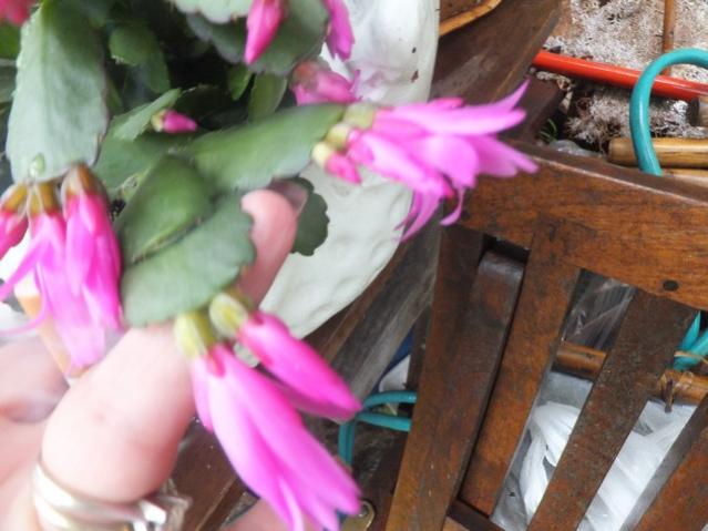 Name:  DSCF2171.jpg
Views: 365
Size:  42.5 KB