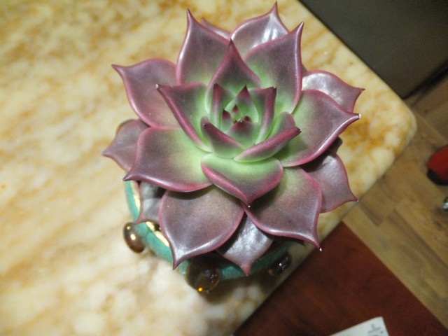 Name:  DSCF2188.jpg
Views: 360
Size:  68.4 KB