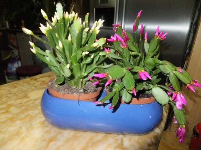 Name:  DSCF2189.jpg
Views: 399
Size:  45.9 KB