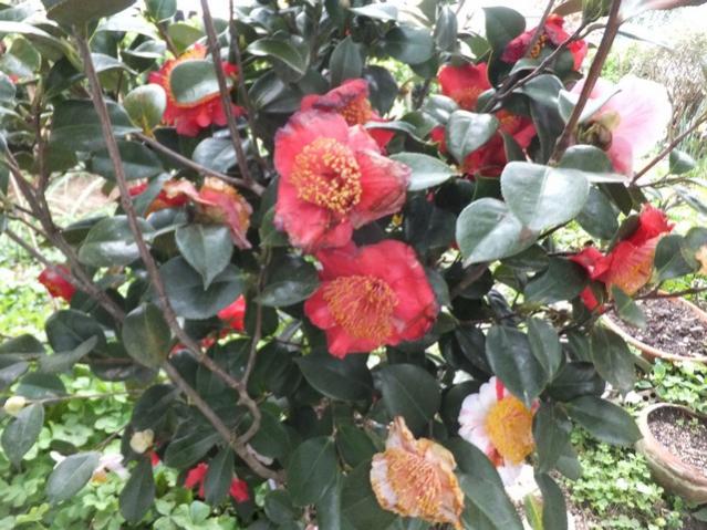 Name:  DSCF2216.jpg
Views: 362
Size:  63.8 KB