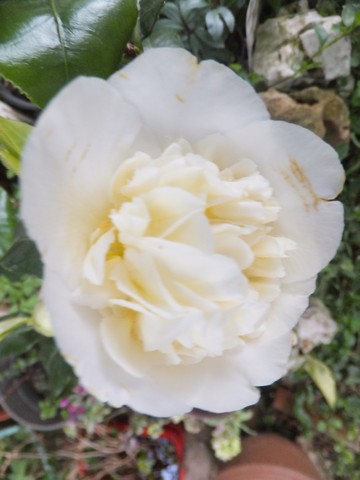 Name:  DSCF2219.jpg
Views: 338
Size:  45.0 KB