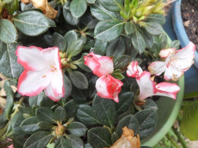 Name:  DSCF2244.jpg
Views: 326
Size:  49.3 KB