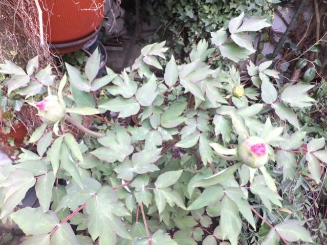 Name:  DSCF2246.jpg
Views: 563
Size:  66.3 KB