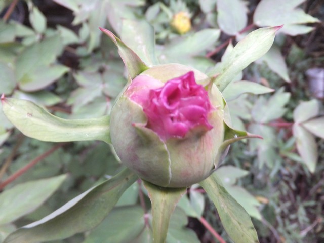 Name:  DSCF2247.jpg
Views: 547
Size:  69.2 KB