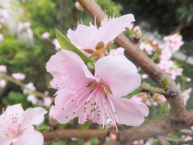 Name:  DSCF2256.jpg
Views: 333
Size:  68.8 KB