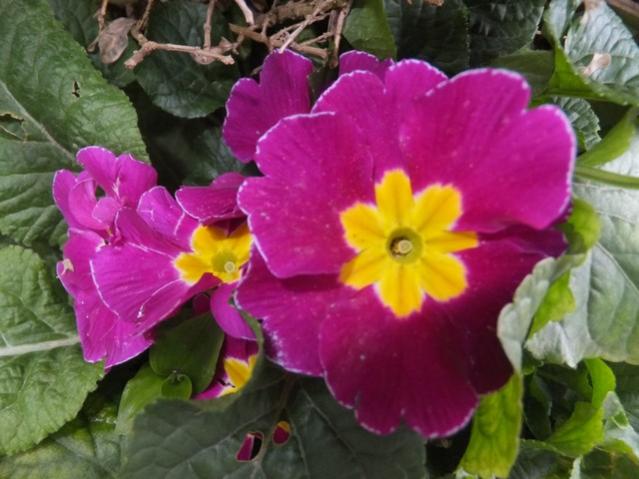 Name:  DSCF2260.jpg
Views: 314
Size:  44.9 KB