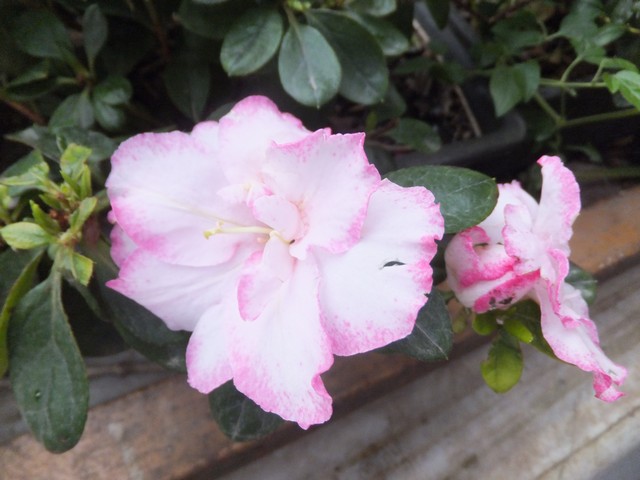 Name:  DSCF2275.jpg
Views: 314
Size:  70.0 KB