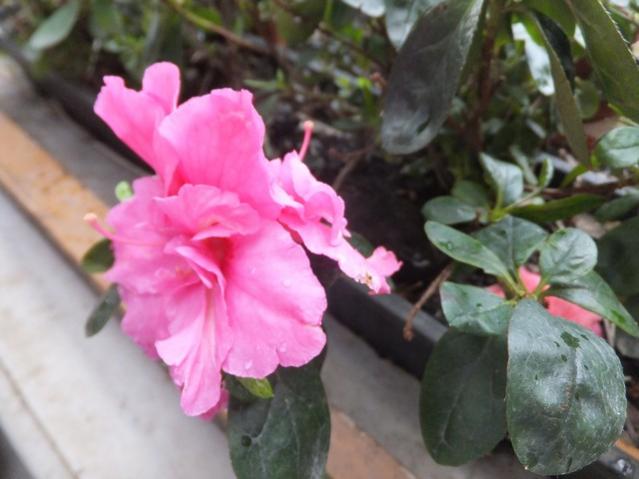 Name:  DSCF2276.jpg
Views: 325
Size:  37.8 KB