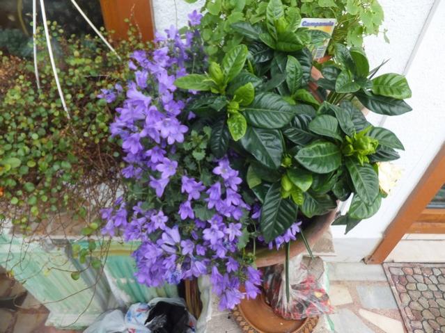 Name:  DSCF2526.jpg
Views: 341
Size:  63.9 KB