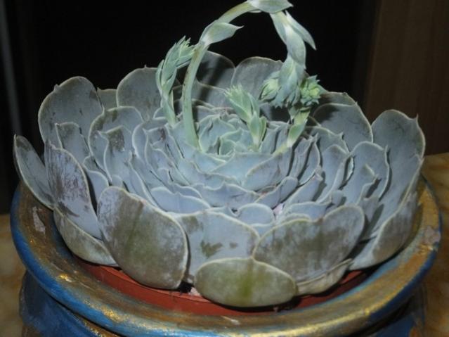 Name:  DSCF2531.jpg
Views: 321
Size:  37.7 KB