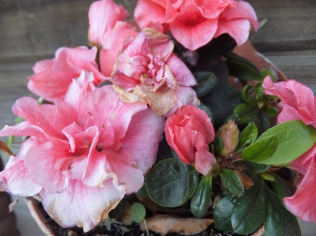 Name:  DSCF2574.jpg
Views: 360
Size:  41.2 KB