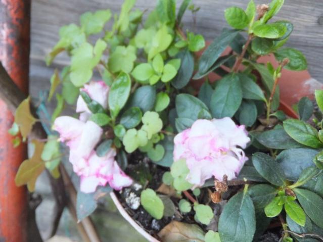 Name:  DSCF2576.jpg
Views: 320
Size:  43.2 KB