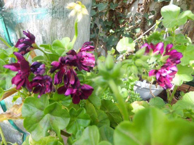 Name:  DSCF2603.jpg
Views: 299
Size:  56.2 KB