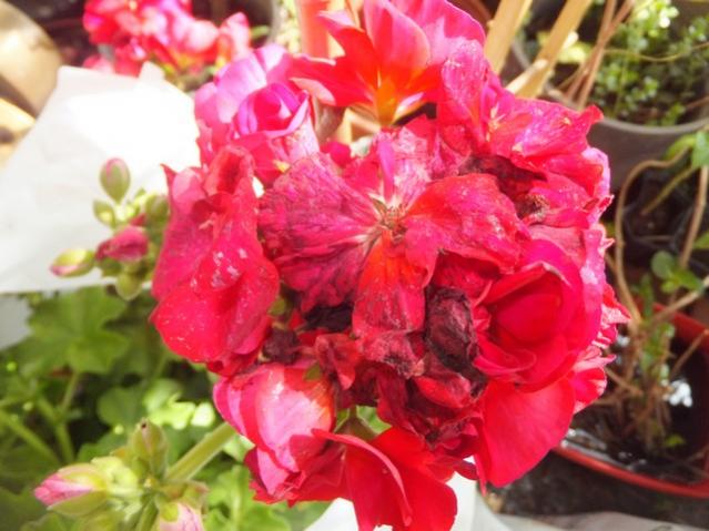 Name:  DSCF2604.jpg
Views: 314
Size:  48.5 KB