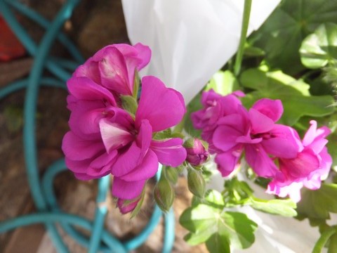 Name:  DSCF2605.jpg
Views: 290
Size:  65.4 KB