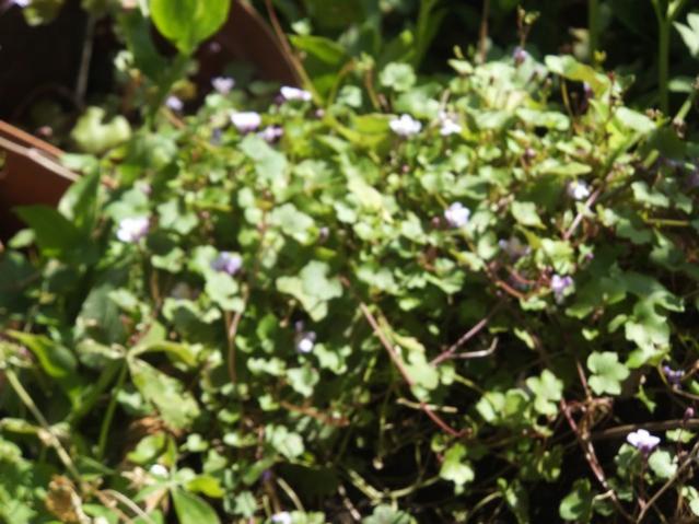Name:  DSCF2633.jpg
Views: 499
Size:  54.0 KB