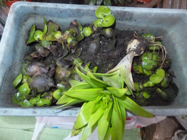 Name:  DSCF2660.jpg
Views: 580
Size:  50.7 KB
