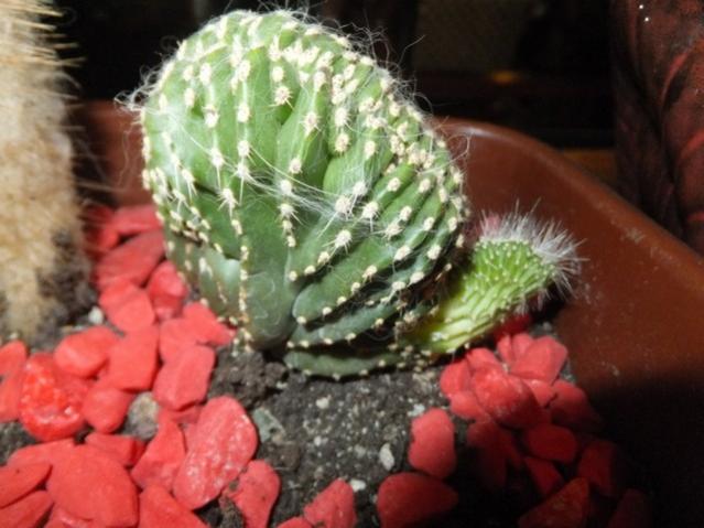 Name:  DSCF2679.jpg
Views: 494
Size:  43.9 KB