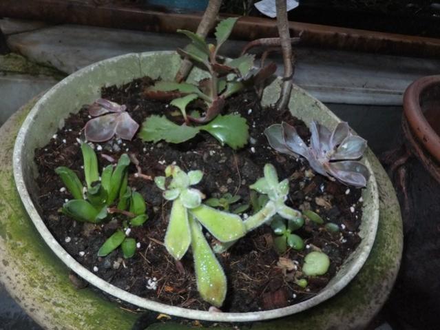 Name:  DSCF2717.jpg
Views: 495
Size:  50.9 KB