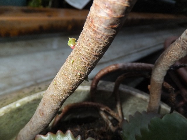 Name:  DSCF2718.jpg
Views: 759
Size:  68.3 KB