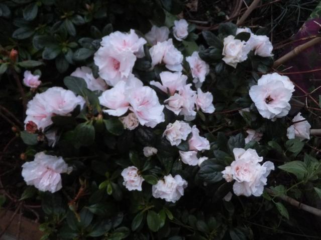 Name:  DSCF2726.jpg
Views: 474
Size:  43.2 KB