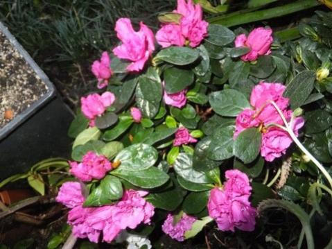 Name:  DSCF2731.jpg
Views: 510
Size:  39.0 KB