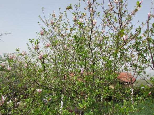 Name:  IMG_1334.jpg
Views: 564
Size:  72.4 KB
