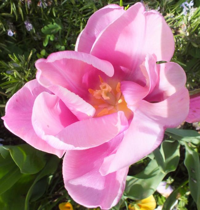 Name:  DSCF0247.jpg
Views: 649
Size:  57.6 KB