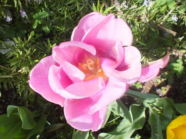 Name:  DSCF0248.jpg
Views: 630
Size:  55.3 KB