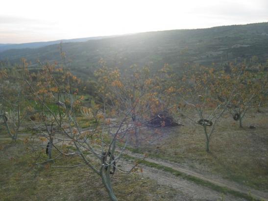 Name:  aalar yapraklanrken.jpg
Views: 1007
Size:  31.0 KB