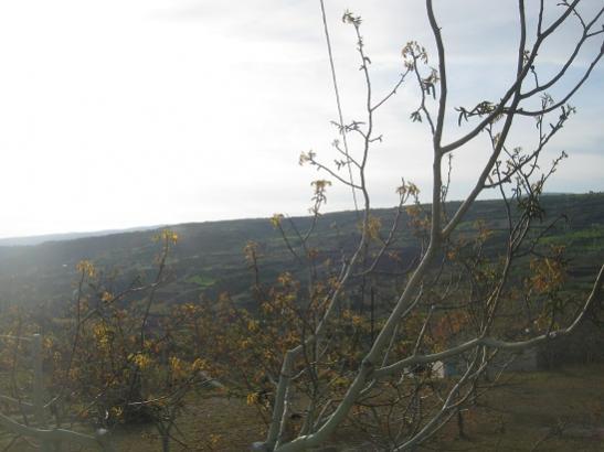 Name:  aalar yapraklanrken3.jpg
Views: 986
Size:  29.6 KB