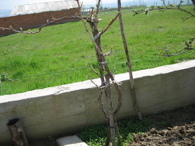 Name:  tekirda 023.jpg
Views: 1314
Size:  61.7 KB