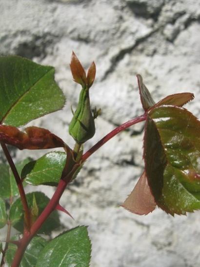 Name:  tomurcuklu gl.jpg
Views: 1137
Size:  32.9 KB