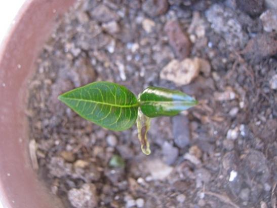 Name:  plumeria.jpg
Views: 1591
Size:  30.4 KB