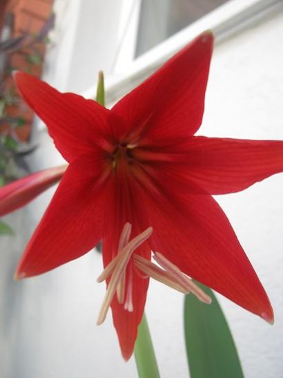 Name:  amaryllis.jpg
Views: 1611
Size:  20.9 KB