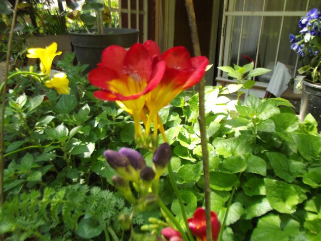 Name:  DSCF2287.jpg
Views: 681
Size:  59.5 KB