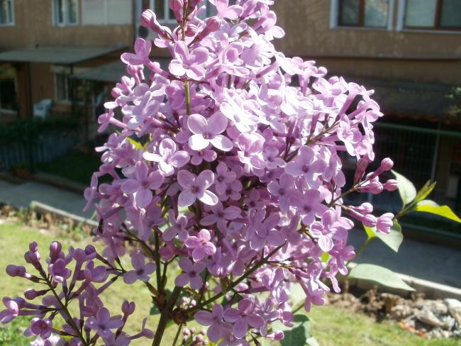 Name:  P1010128a.jpg
Views: 536
Size:  64.5 KB