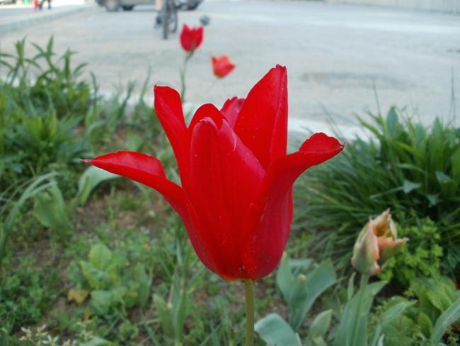 Name:  P1010158a.jpg
Views: 478
Size:  37.1 KB