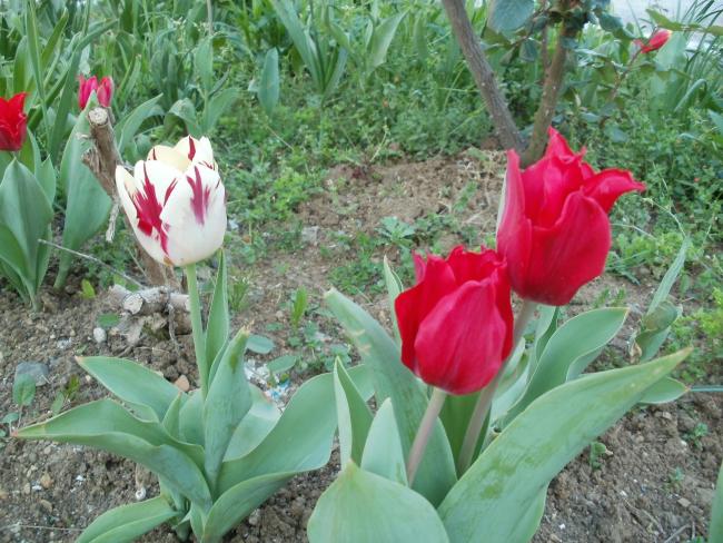 Name:  P1010167a.jpg
Views: 519
Size:  67.6 KB