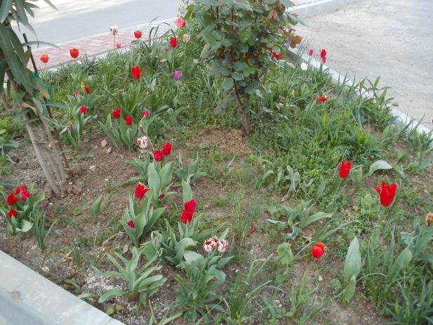 Name:  P1010168a.jpg
Views: 534
Size:  70.4 KB
