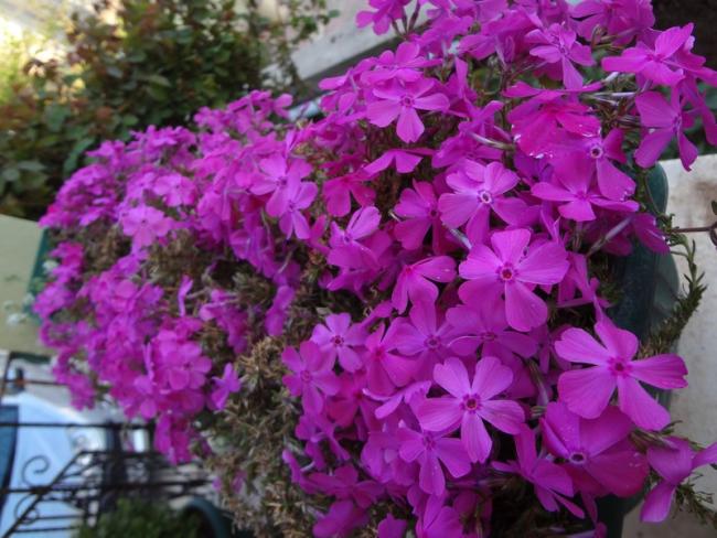 Name:  phlox1.jpg
Views: 792
Size:  57.9 KB