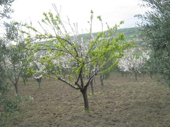 Name:  kays kiraz zeytin.jpg
Views: 1372
Size:  49.9 KB